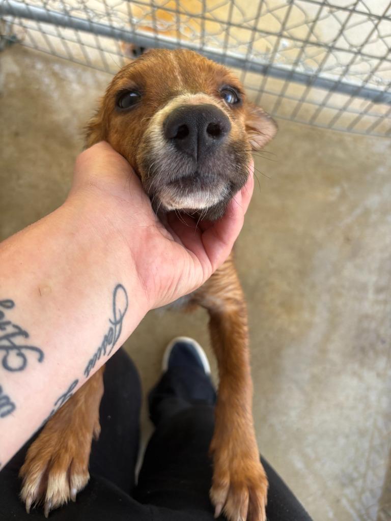 Butter Cup, Adoptable, Young Female Mixed Breed.