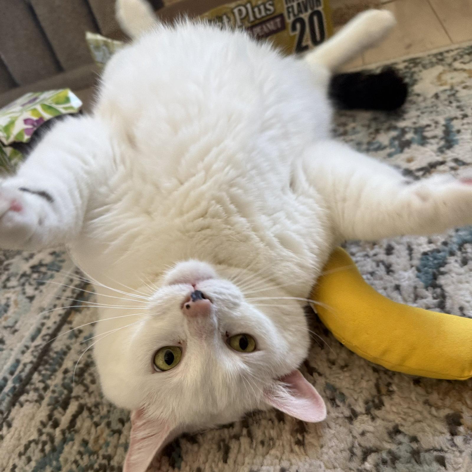 Enlarge Otis, a Adoptable Domestic Short Hair in Rochester, NY image 1/3