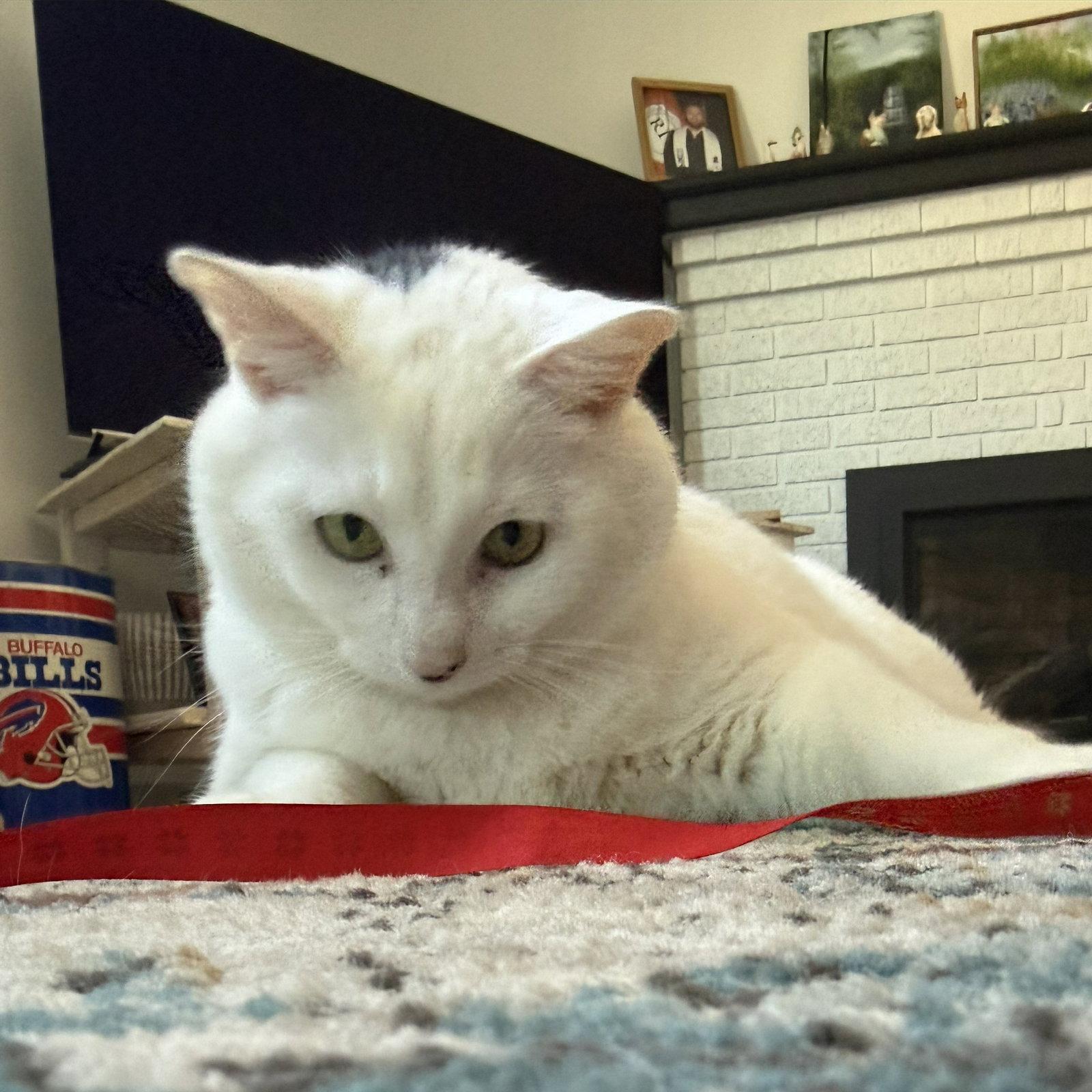 Enlarge Otis, a Adoptable Domestic Short Hair in Rochester, NY image 2/3