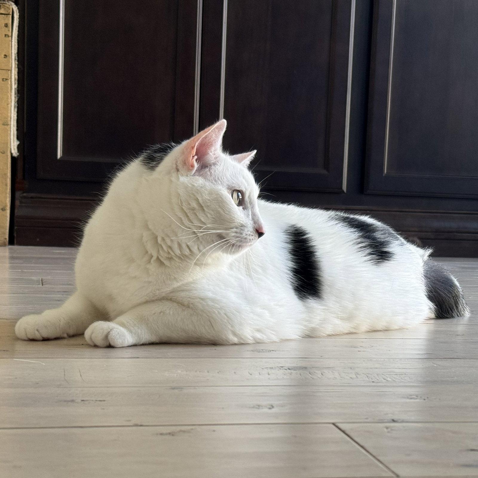 Enlarge Otis, a Adoptable Domestic Short Hair in Rochester, NY image 3/3