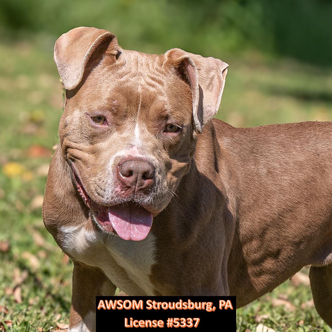 Enlarge Fae, a Adoptable mixed breed in Stroudsburg, PA image 2/2
