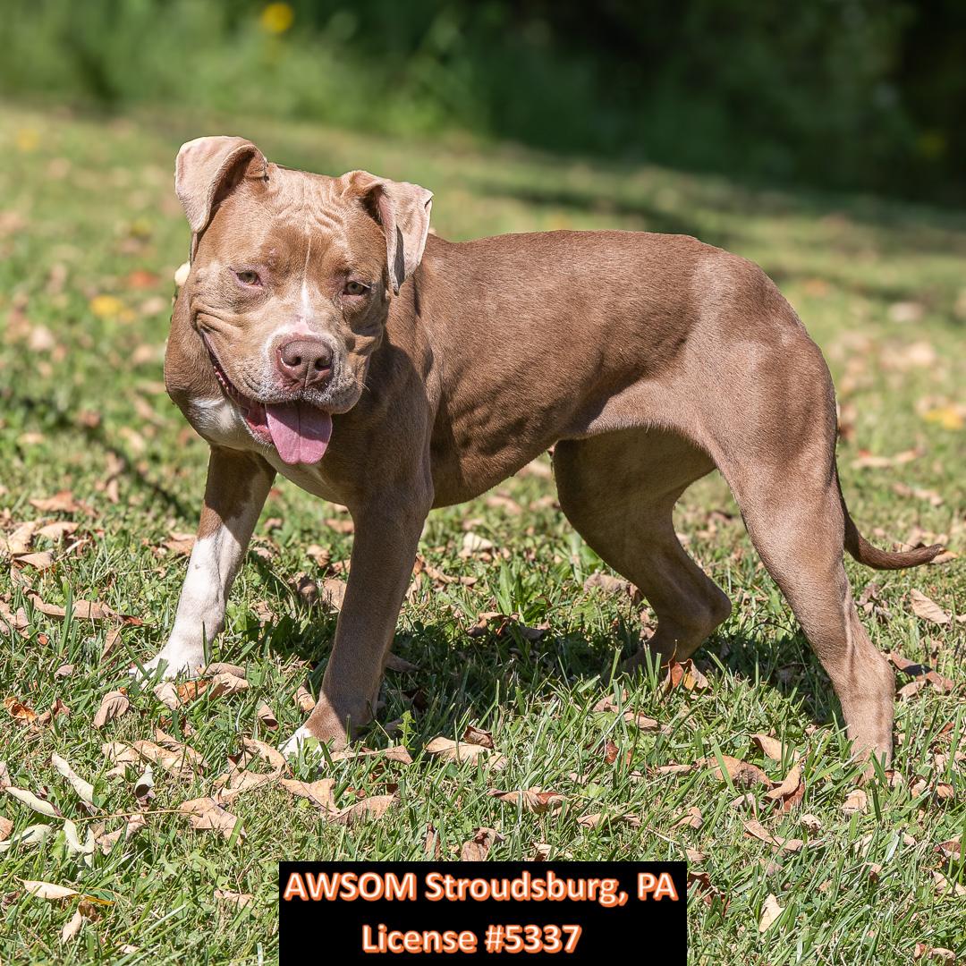 Fae, Adoptable, Young Female American Staffordshire Terrier.