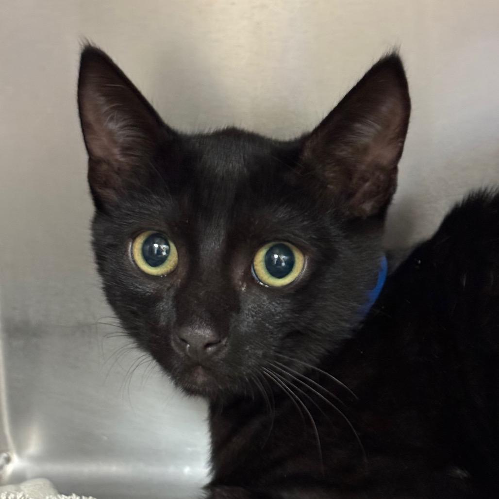 Enlarge Jack, a Adoptable Domestic Short Hair in Santa Barbara, CA image 1/1