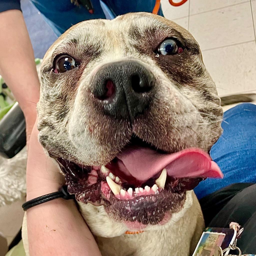 Lennon, Adoptable, Adult Male Mixed Breed.