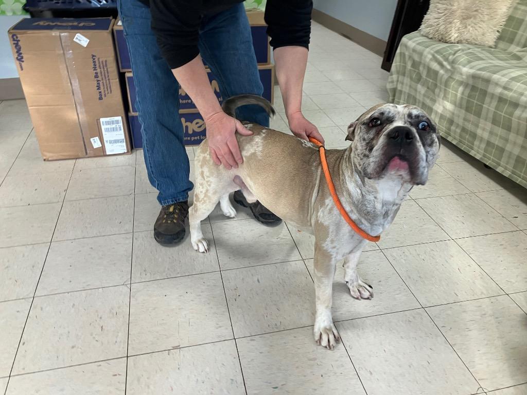 Lennon, Adoptable, Adult Male Mixed Breed.