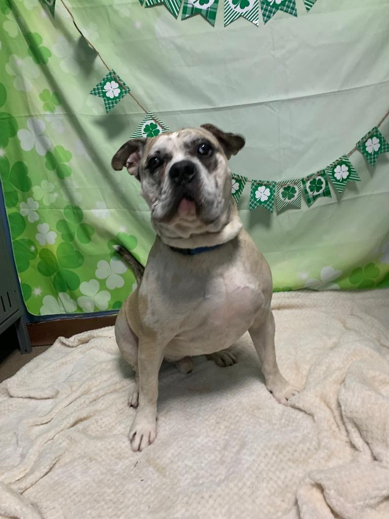 Lennon, a Adoptable Mixed Breed in New Manchester, WV image 3/6