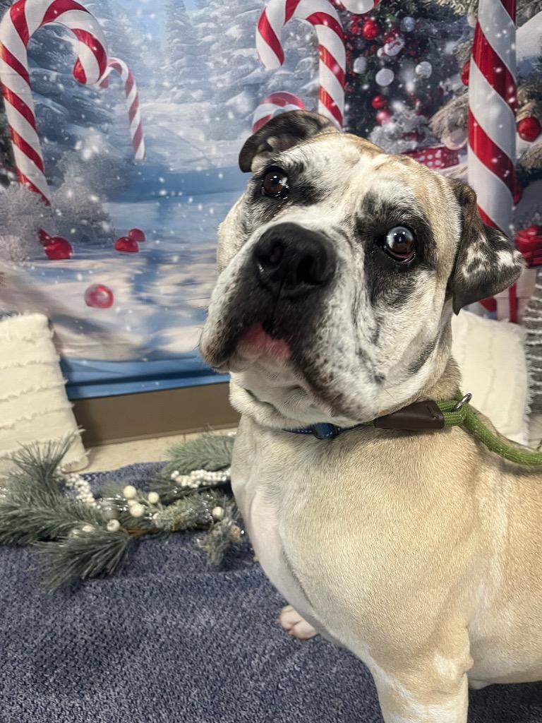 Enlarge Lennon, a Adoptable Mixed Breed in New Manchester, WV image 4/6