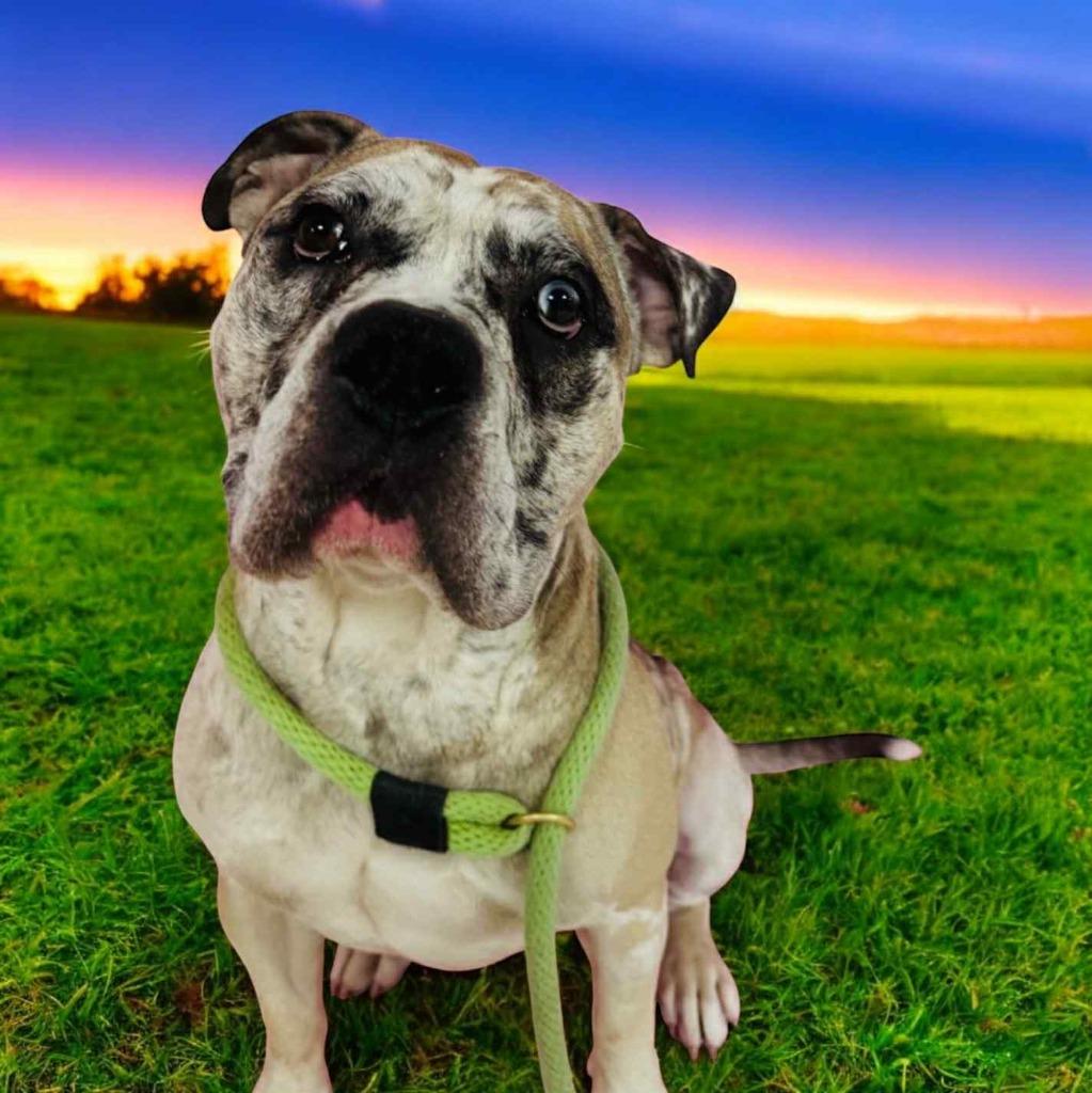 Enlarge Lennon, a Adoptable Mixed Breed in New Manchester, WV image 5/6