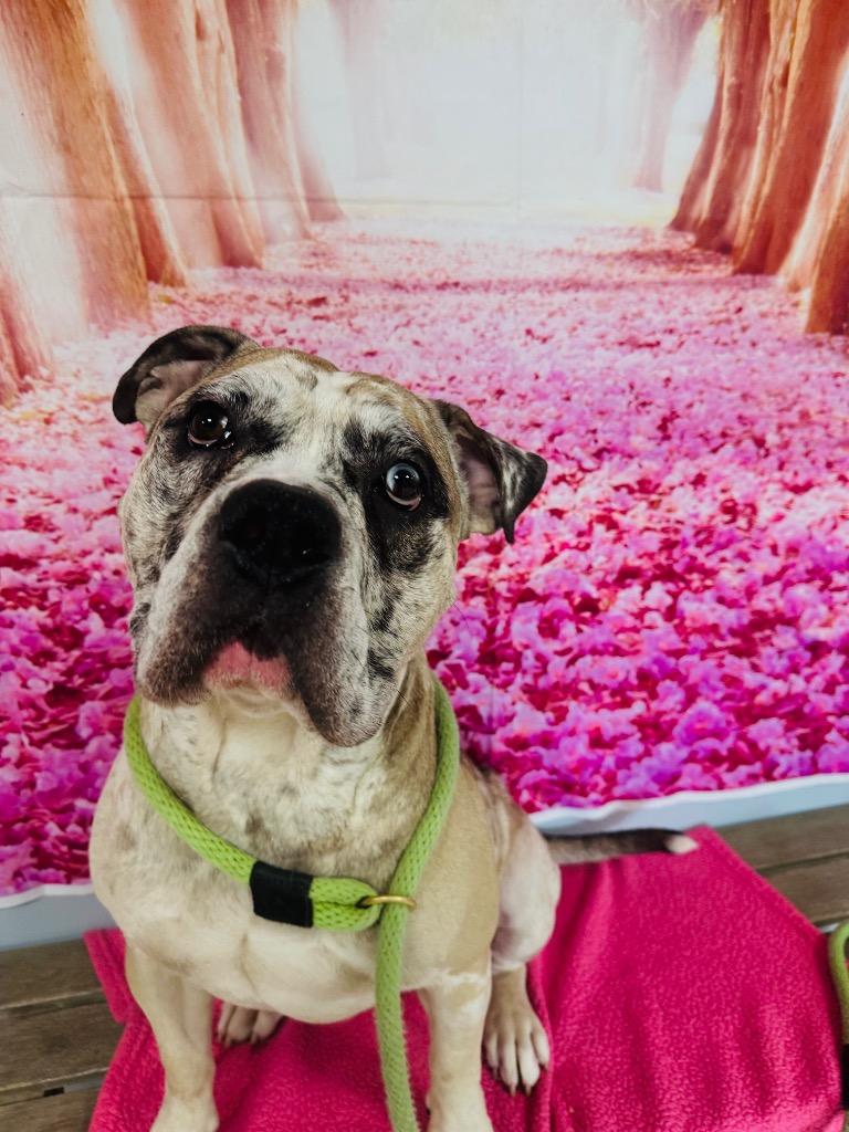 Enlarge Lennon, a Adoptable Mixed Breed in New Manchester, WV image 6/6