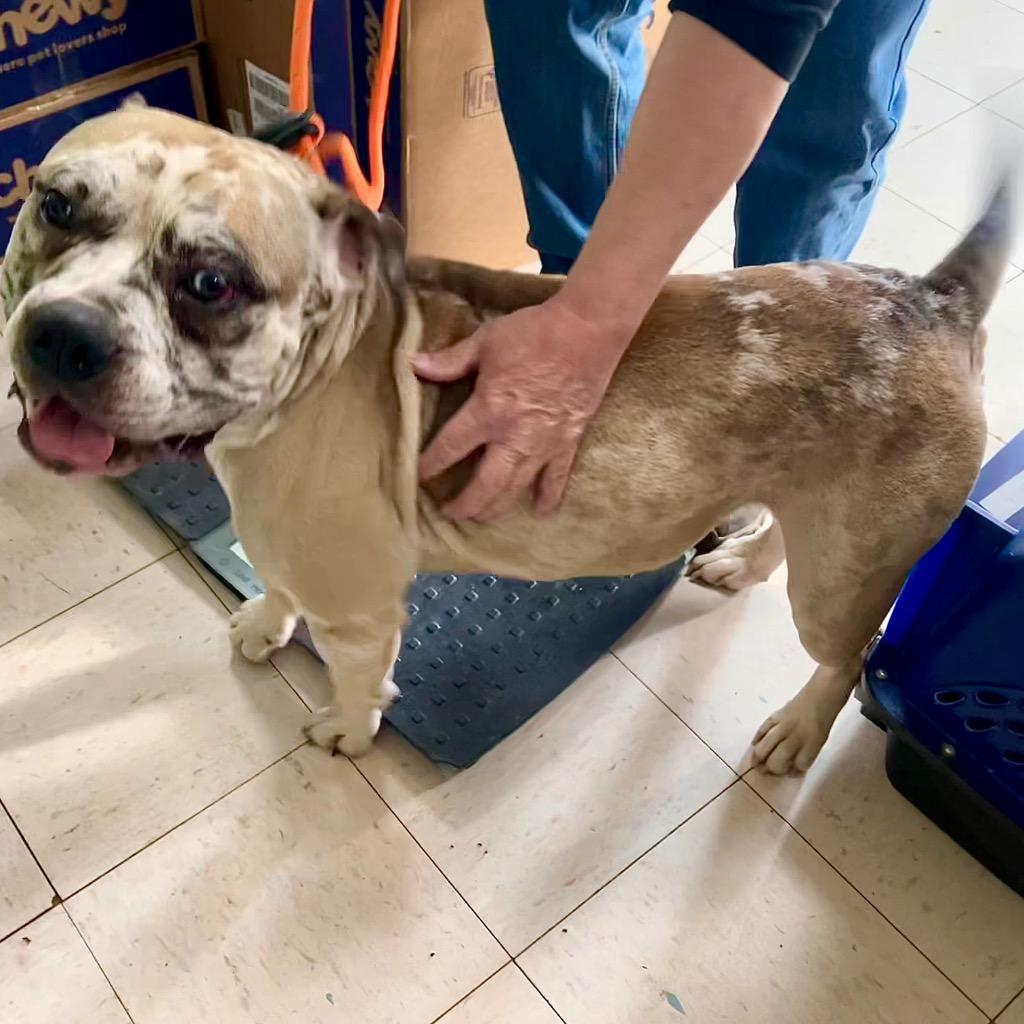 Lennon, a Adoptable Mixed Breed in New Manchester, WV image 6/6