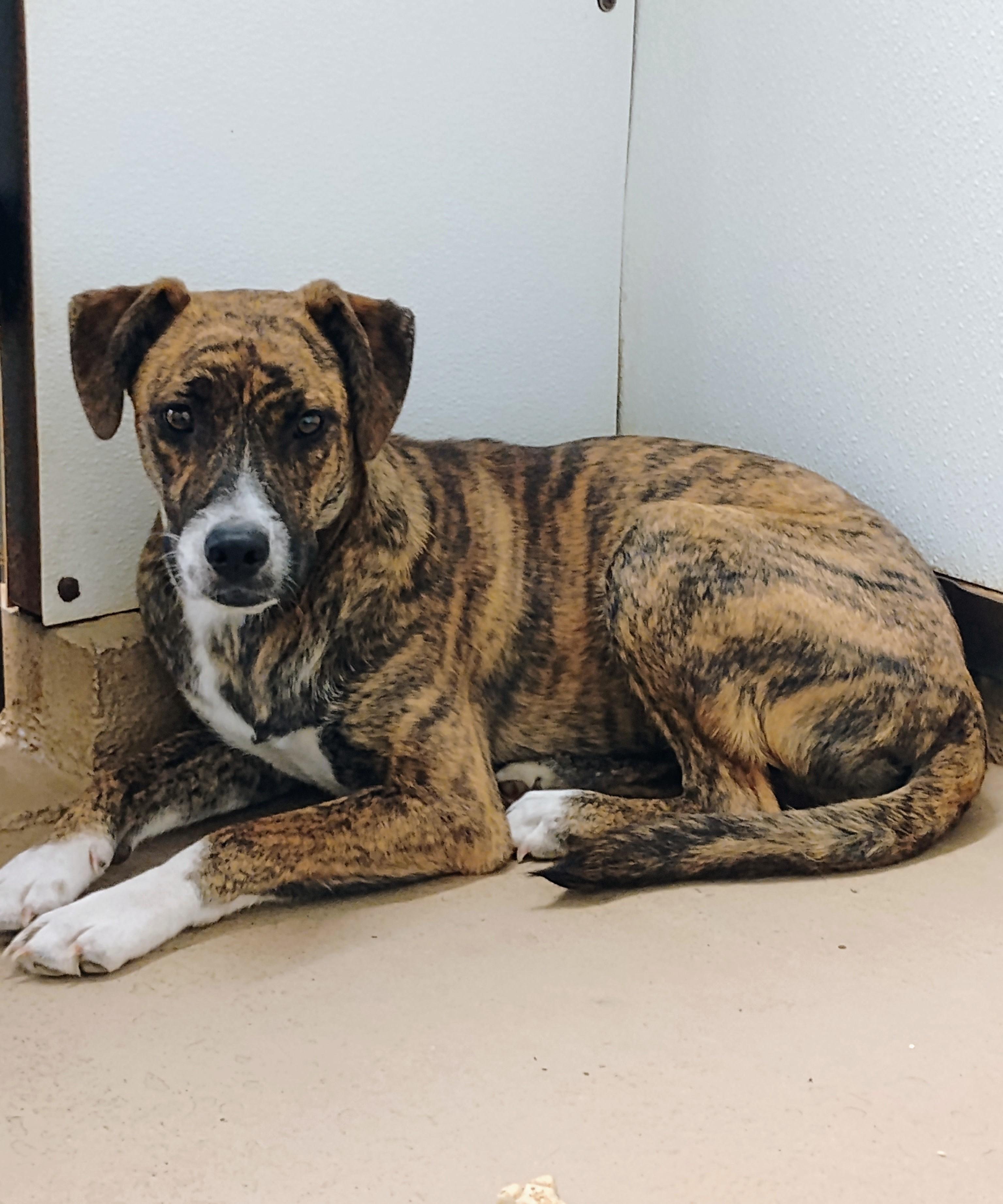 ZOE, Adoptable, Puppy Female Plott Hound.
