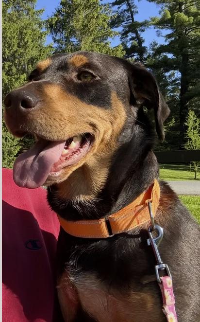 Enlarge Summer, a Adoptable mixed breed in Pleasant Valley, NY image 2/2
