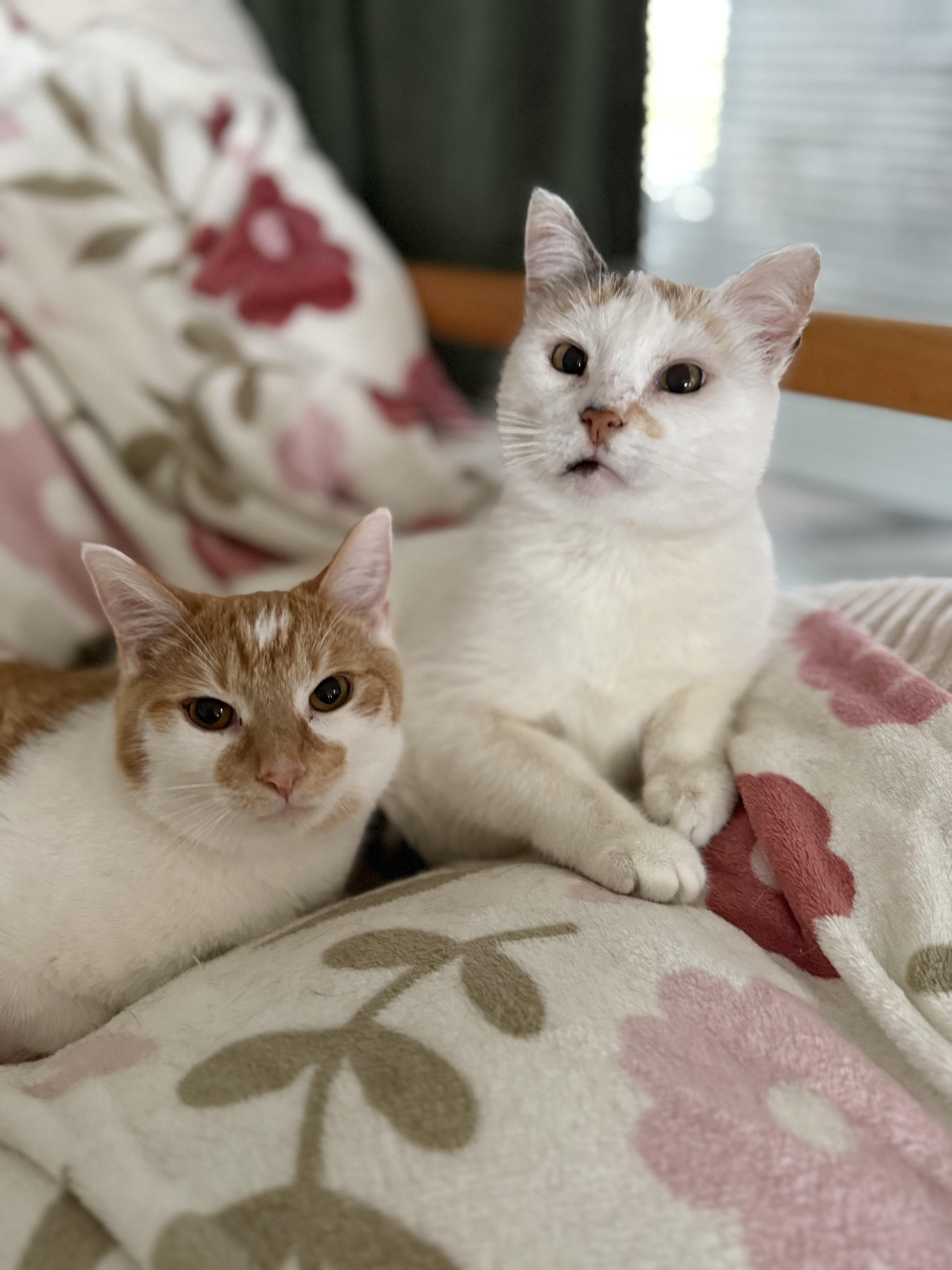 Enlarge Mama Soufflé, a Adoptable Domestic Short Hair in Lacona, NY image 6/6