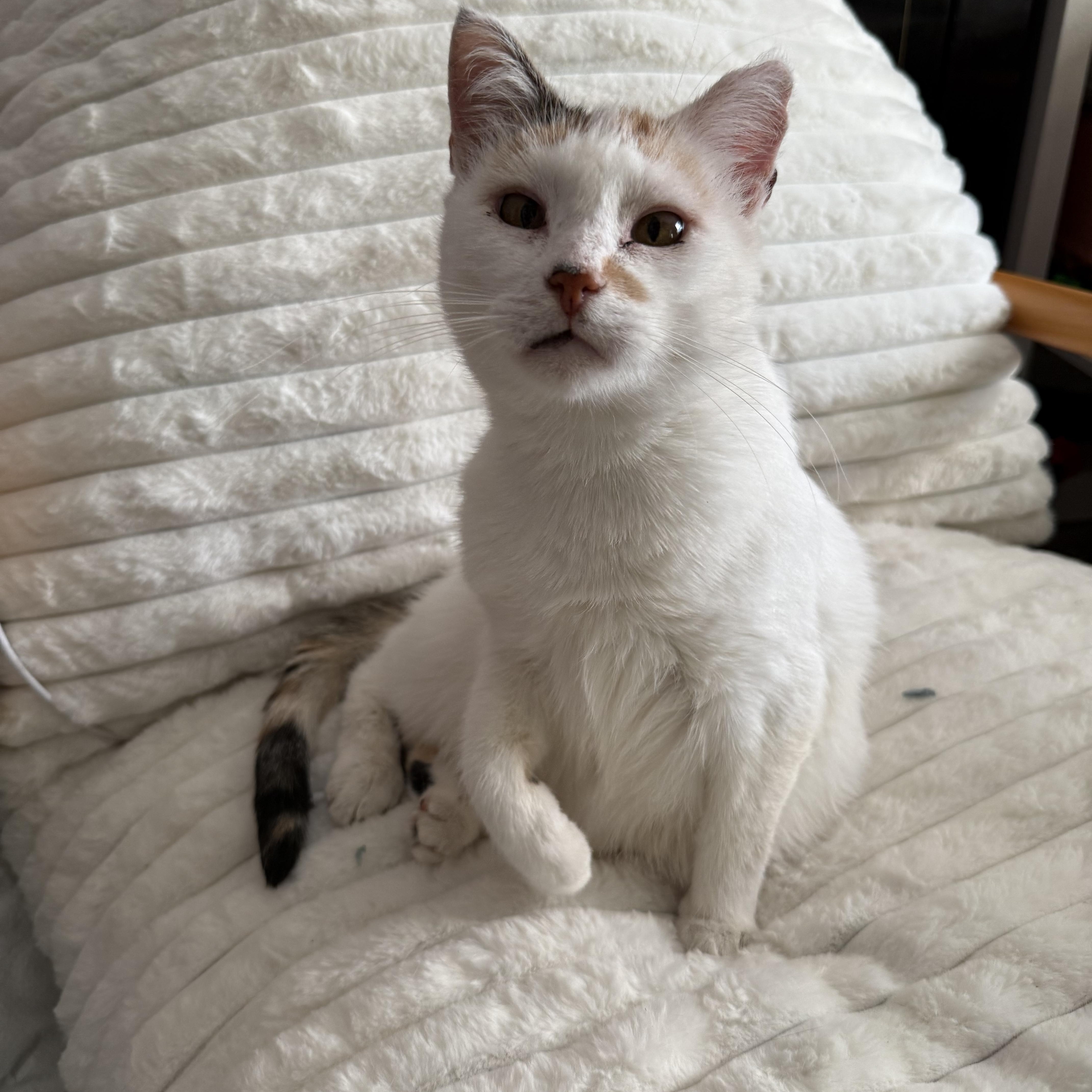 Mama Soufflé, Adoptable, Young Female Domestic Short Hair.