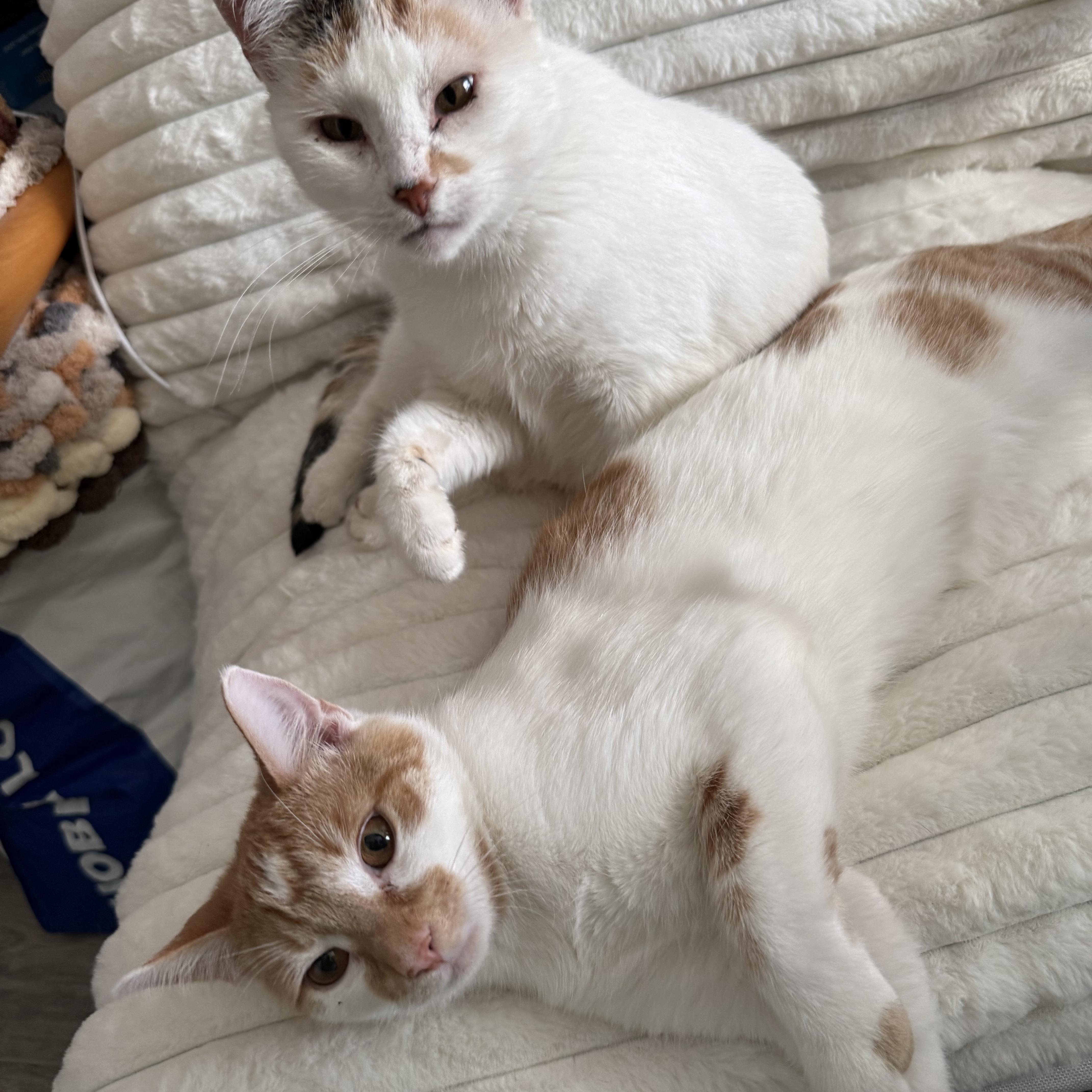 Enlarge Mama Soufflé, a Adoptable Domestic Short Hair in Lacona, NY image 6/6