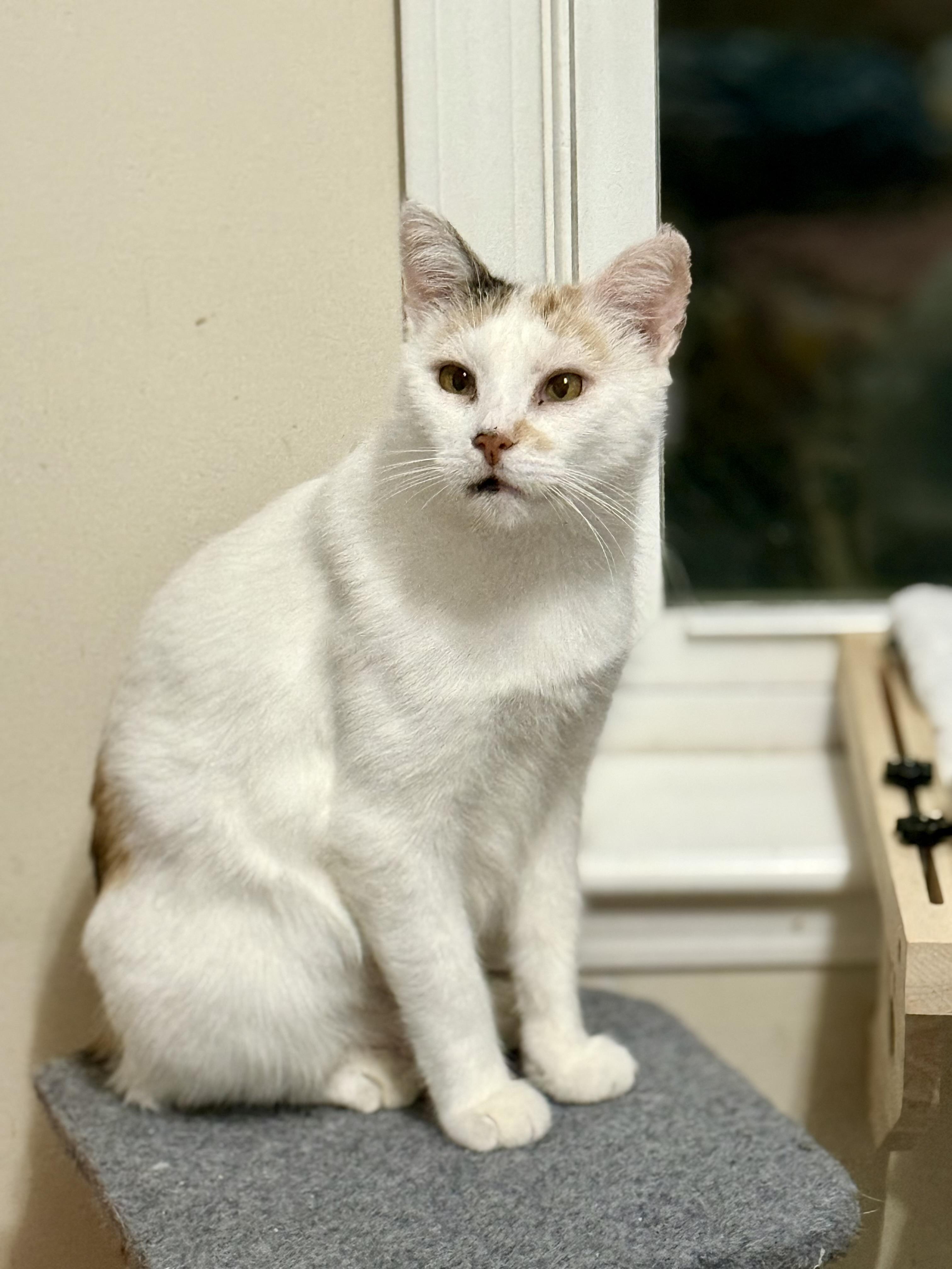 Enlarge Mama Soufflé, a Adoptable Domestic Short Hair in Lacona, NY image 1/3