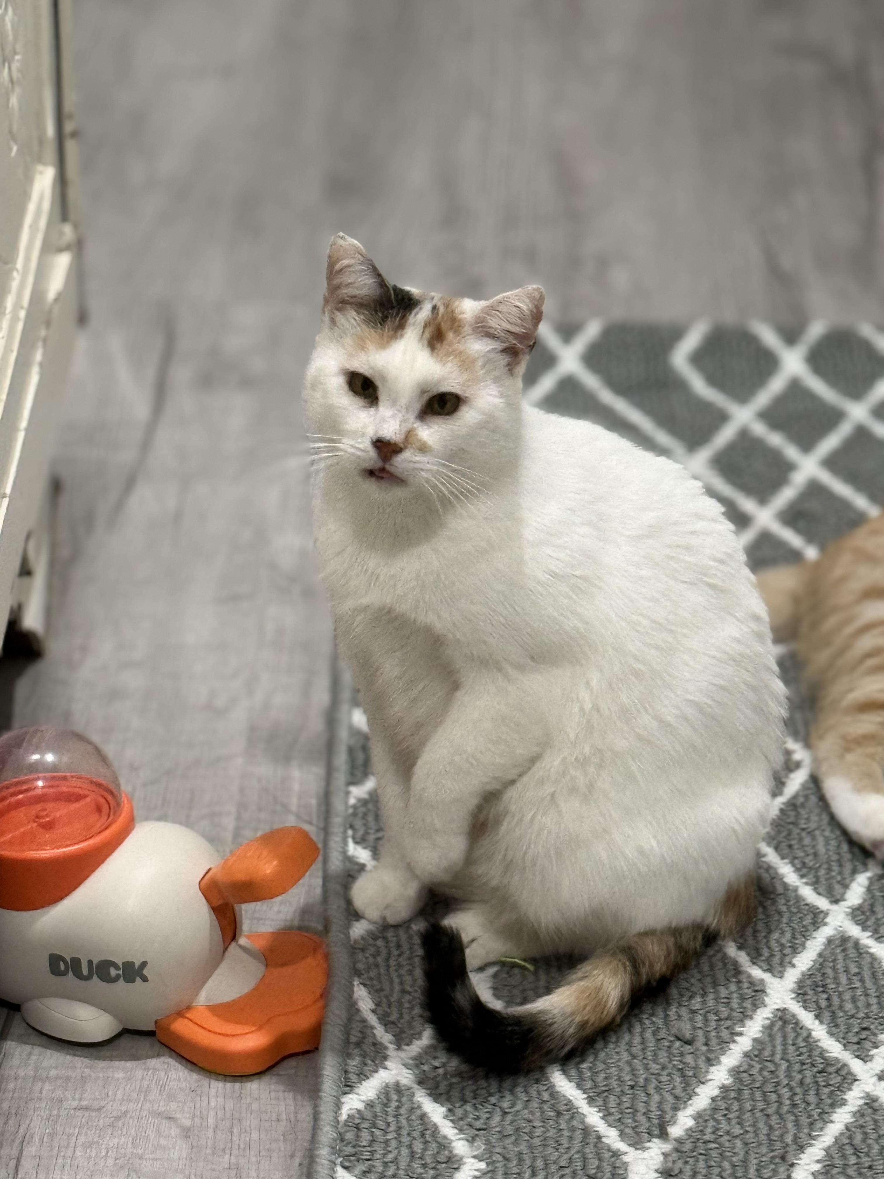 Enlarge Mama Soufflé, a Adoptable Domestic Short Hair in Lacona, NY image 2/6