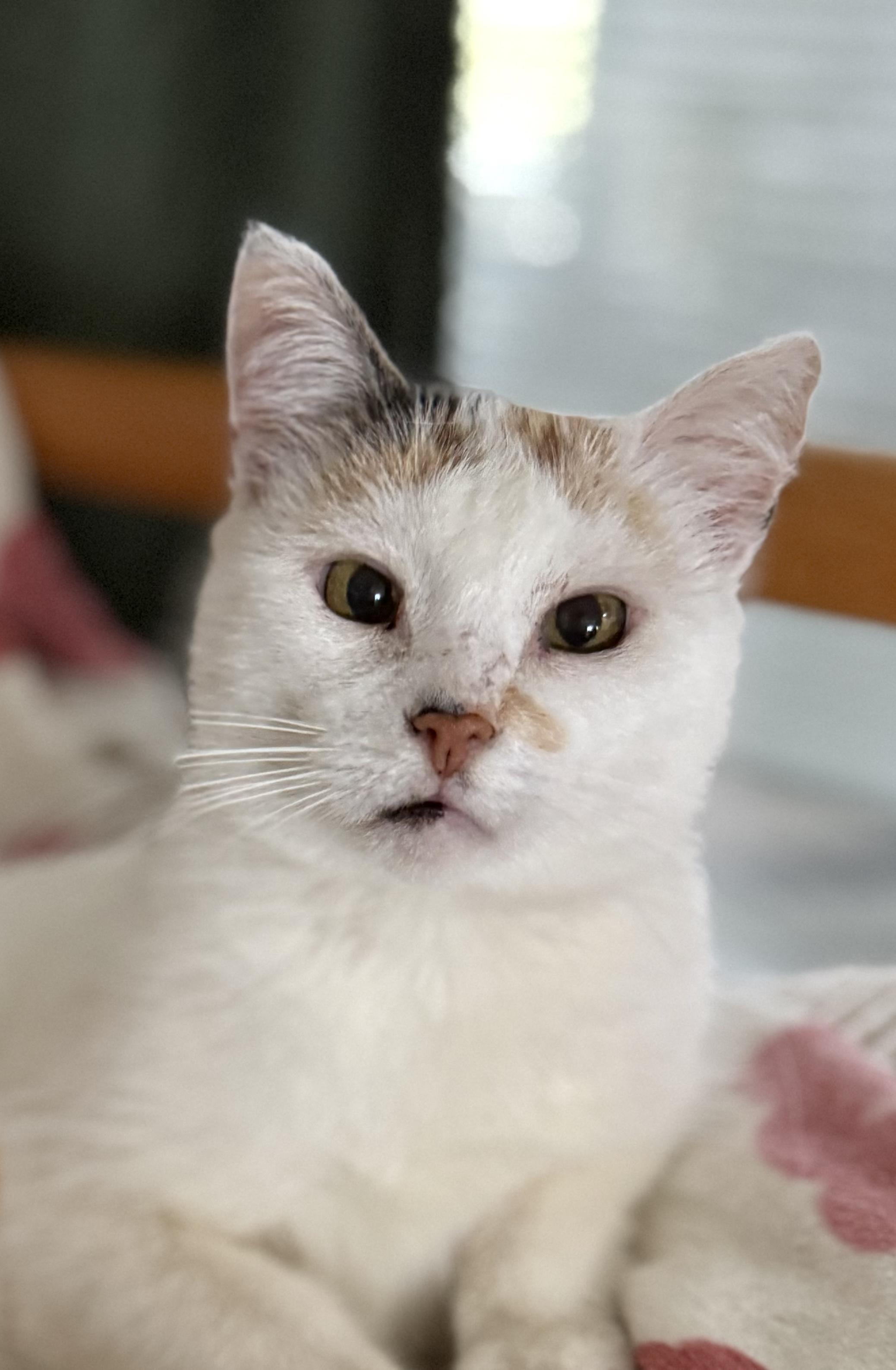 Enlarge Mama Soufflé, a Adoptable Domestic Short Hair in Lacona, NY image 1/6