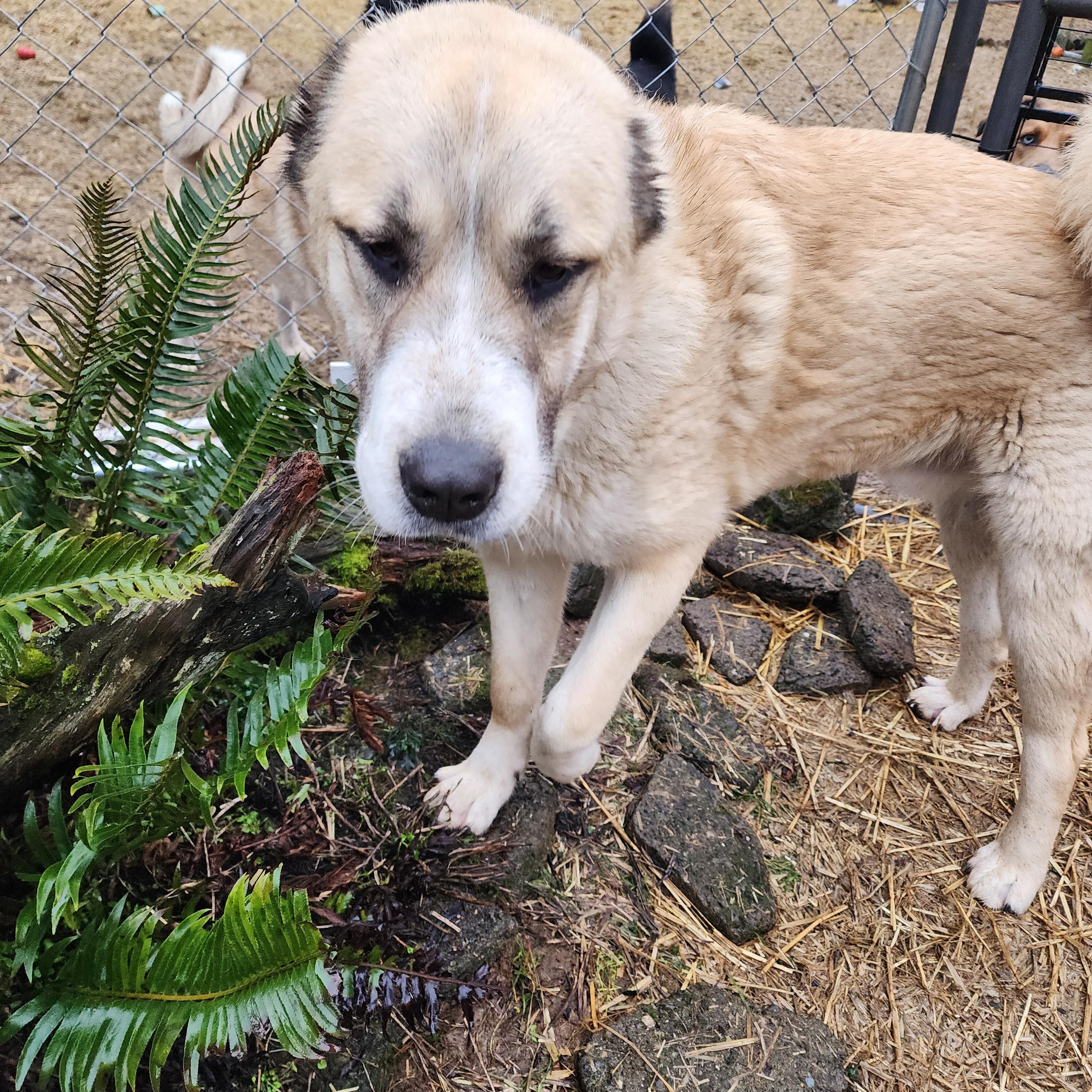 Enlarge Norton, a ADOPTABLE Greater Swiss Mountain Dog in Lafayette, CA image 2/4