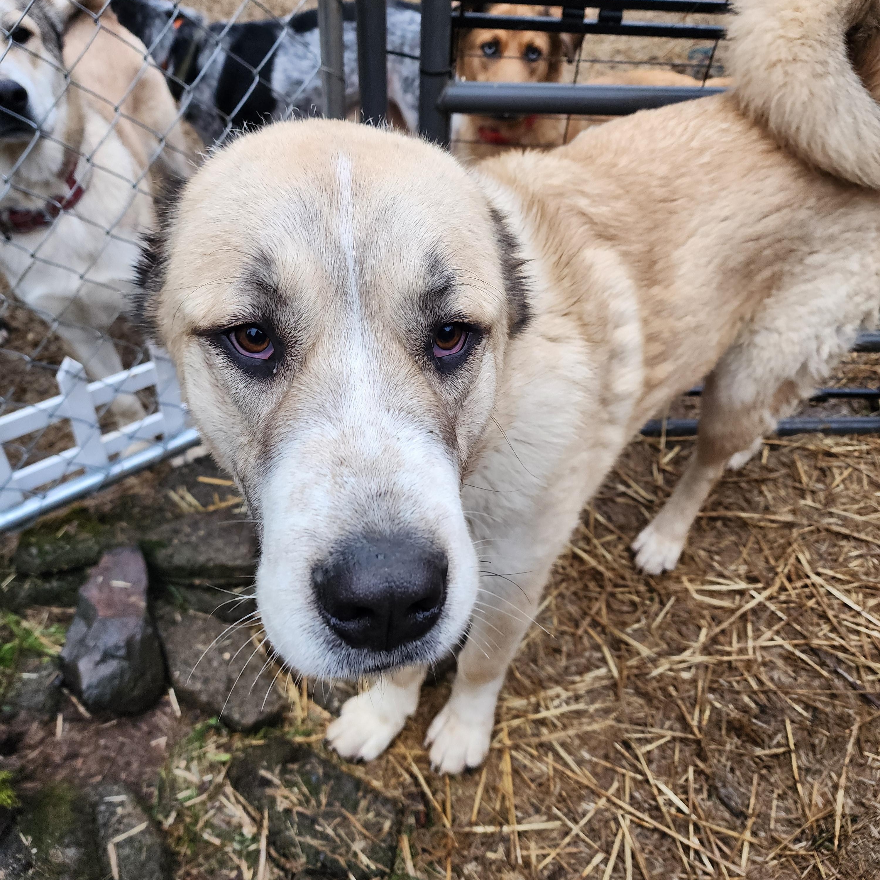 Enlarge Norton, a ADOPTABLE Greater Swiss Mountain Dog in Lafayette, CA image 1/4