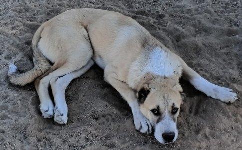 Enlarge Norton, a ADOPTABLE Greater Swiss Mountain Dog in Lafayette, CA image 4/4