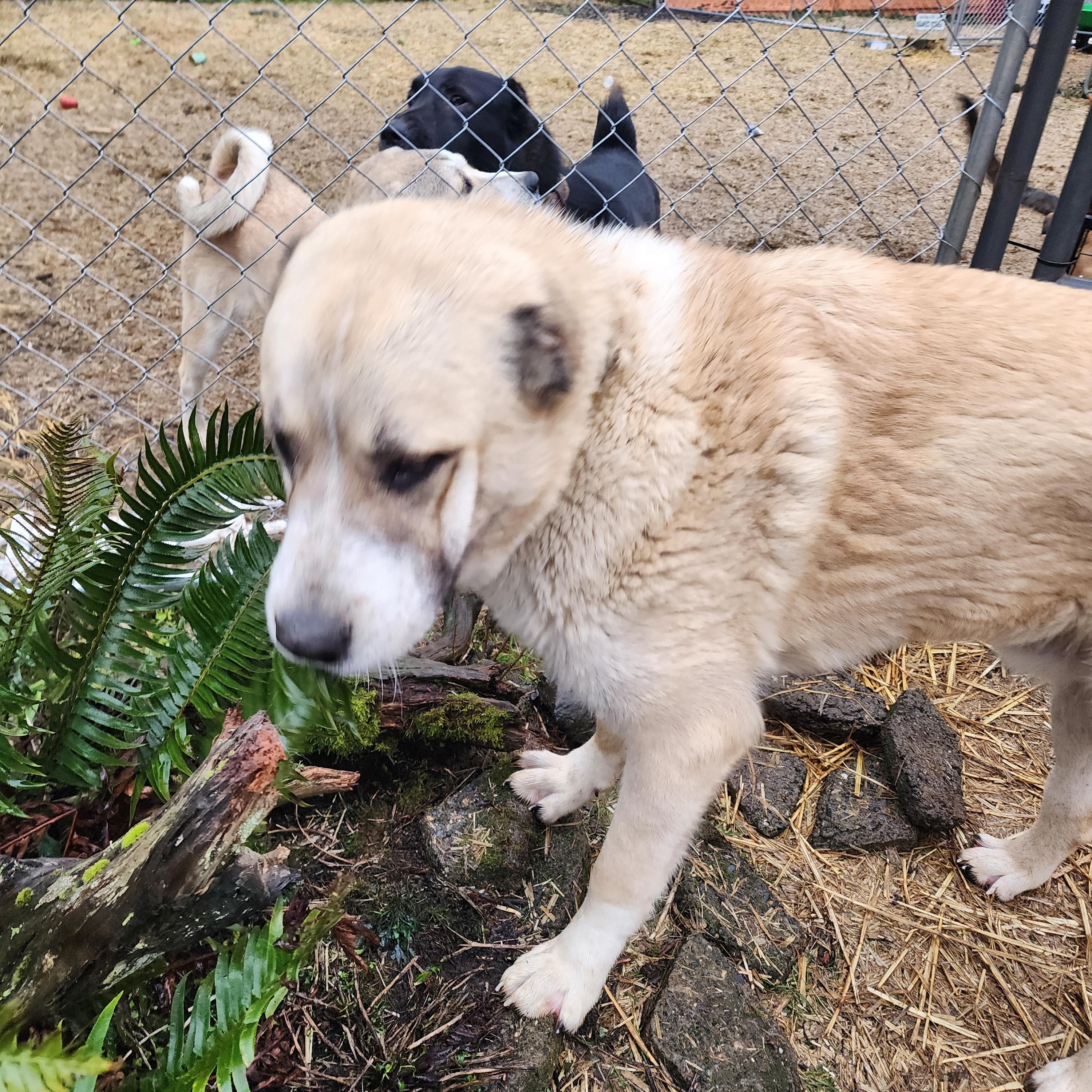 Enlarge Norton, a ADOPTABLE Greater Swiss Mountain Dog in Lafayette, CA image 3/4