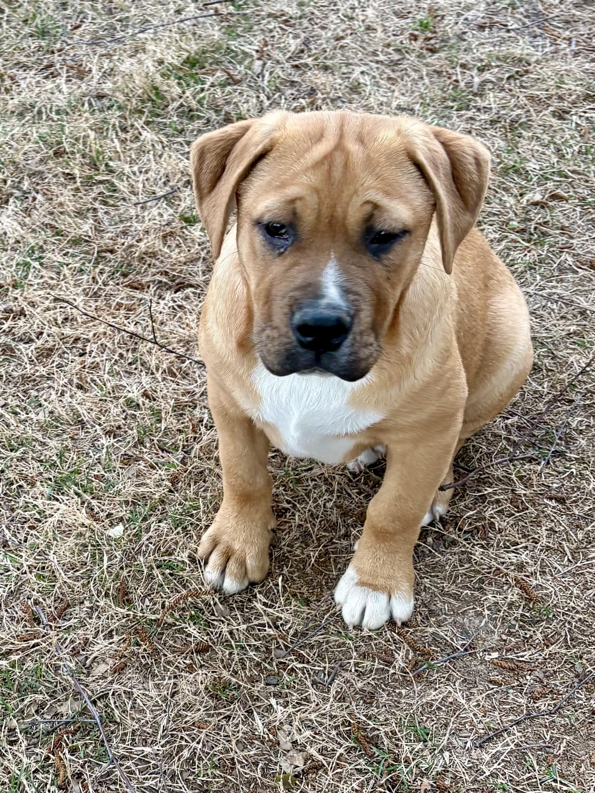 Enlarge Teddy , an adoptable mixed breed in Columbus , OH image 4/5
