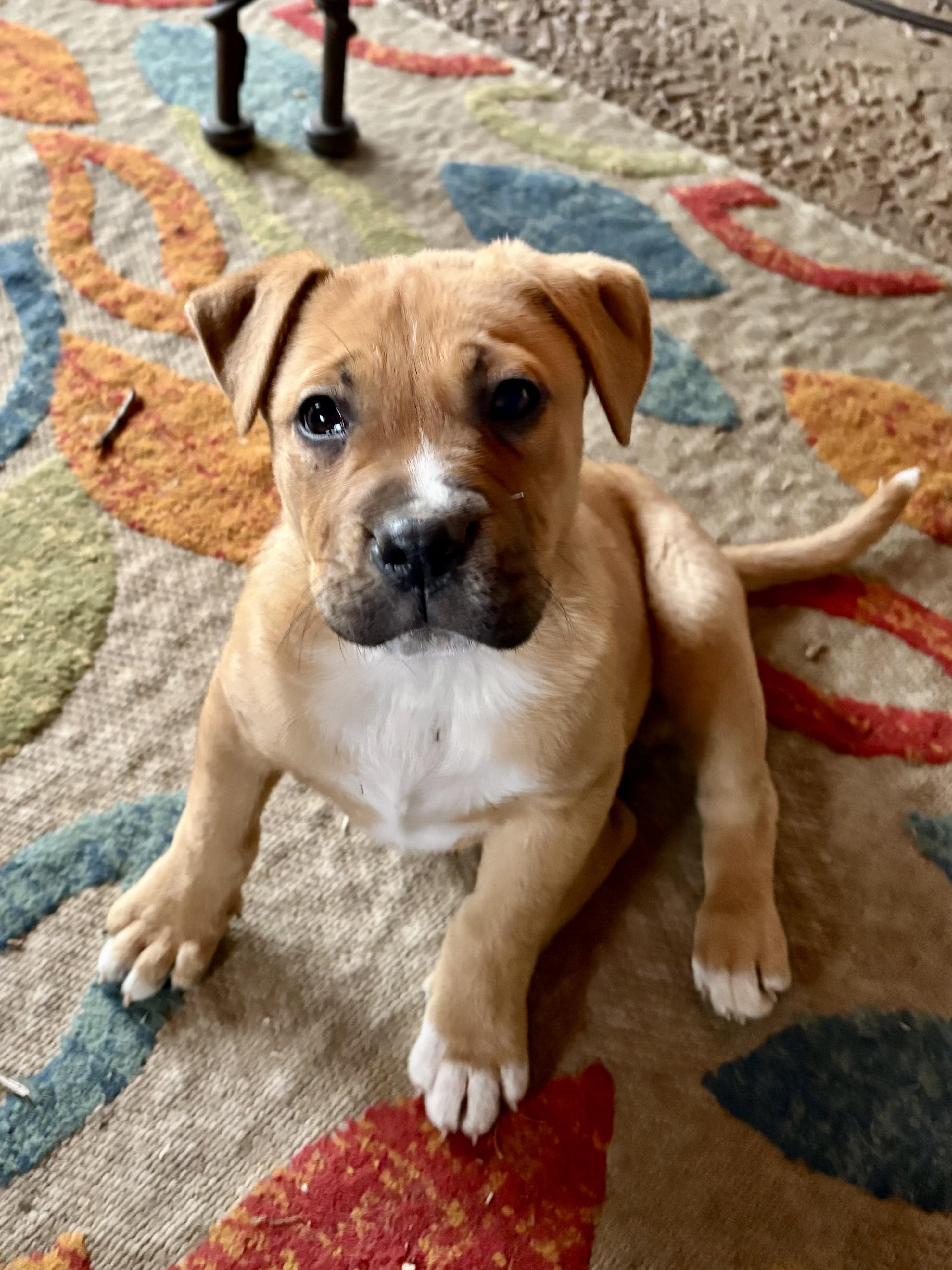 Enlarge Teddy , an adoptable mixed breed in Columbus , OH image 1/5