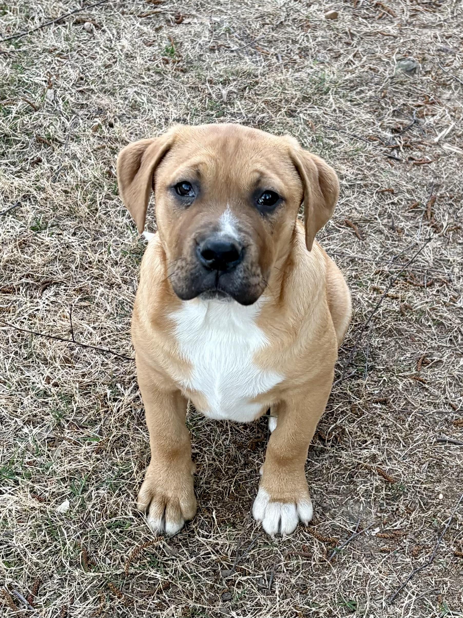 Enlarge Teddy , an adoptable mixed breed in Columbus , OH image 5/5