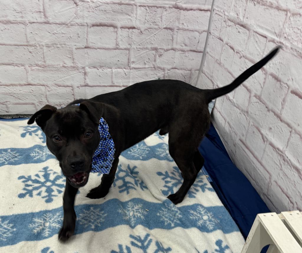 Kimmel, Adoptable, Young Male Mixed Breed.