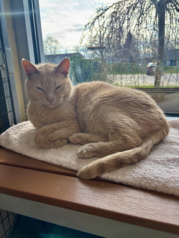 Leon, Adoptable, Adult Male Domestic Short Hair.