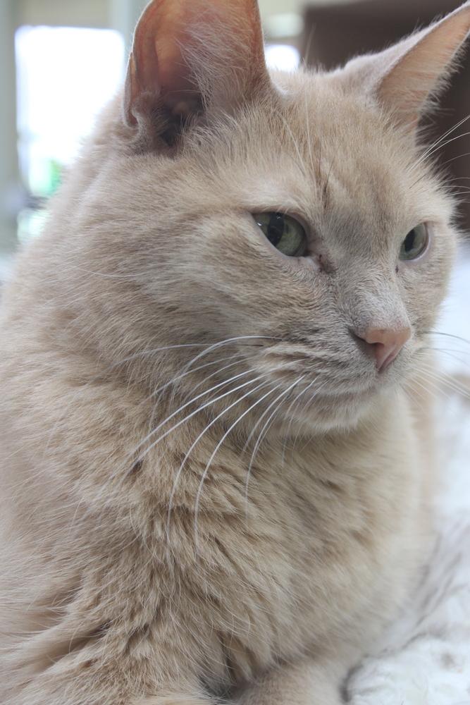 Enlarge Leon, a Adoptable mixed breed in Kalamazoo, MI image 2/3