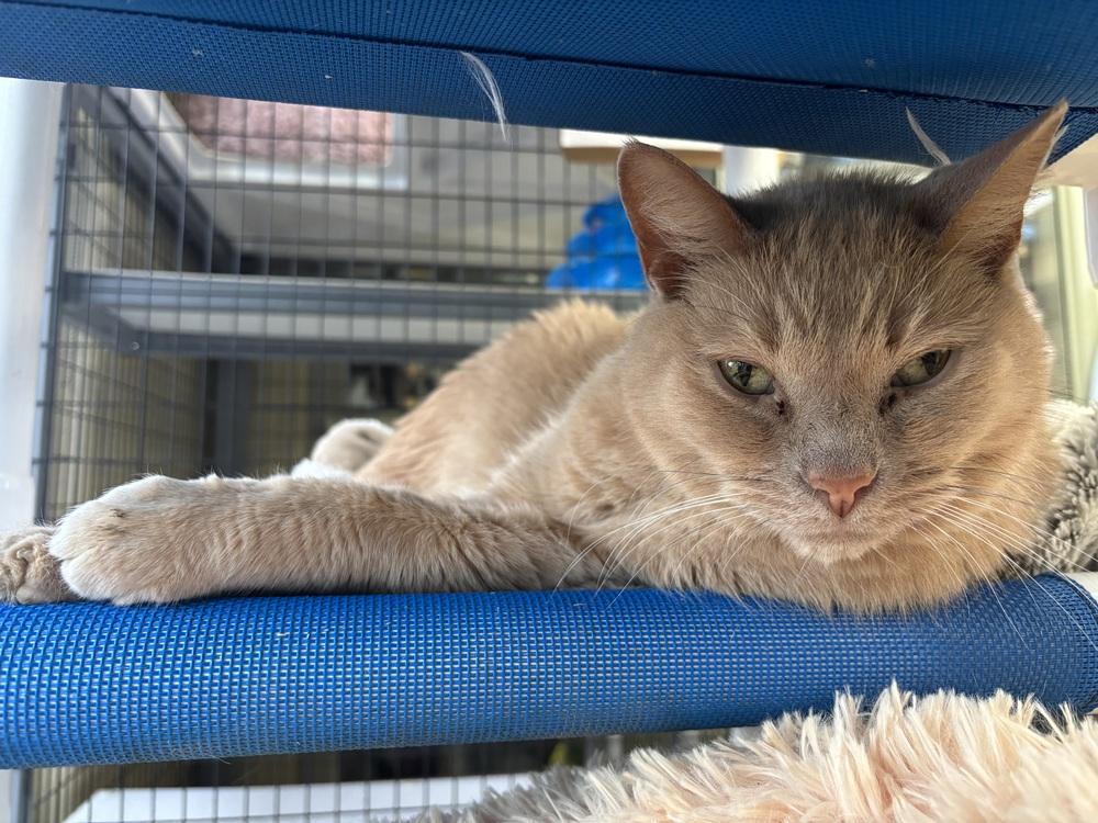 Enlarge Leon, a Adoptable mixed breed in Kalamazoo, MI image 2/2