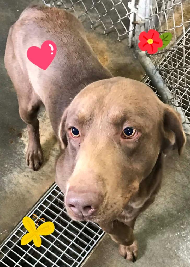 Enlarge Dylan, a Adoptable Chocolate Labrador Retriever in Saint James, MN image 1/3