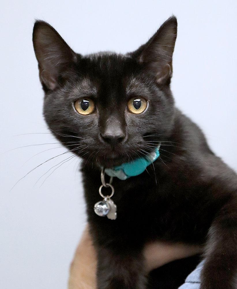 Enlarge Juju (AO37453), a Adopted Domestic Short Hair in Kansas City, KS image 2/3