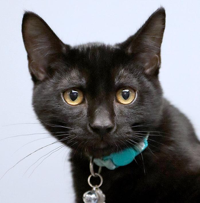 Juju (AO37453), Adopted, Young Male Domestic Short Hair.