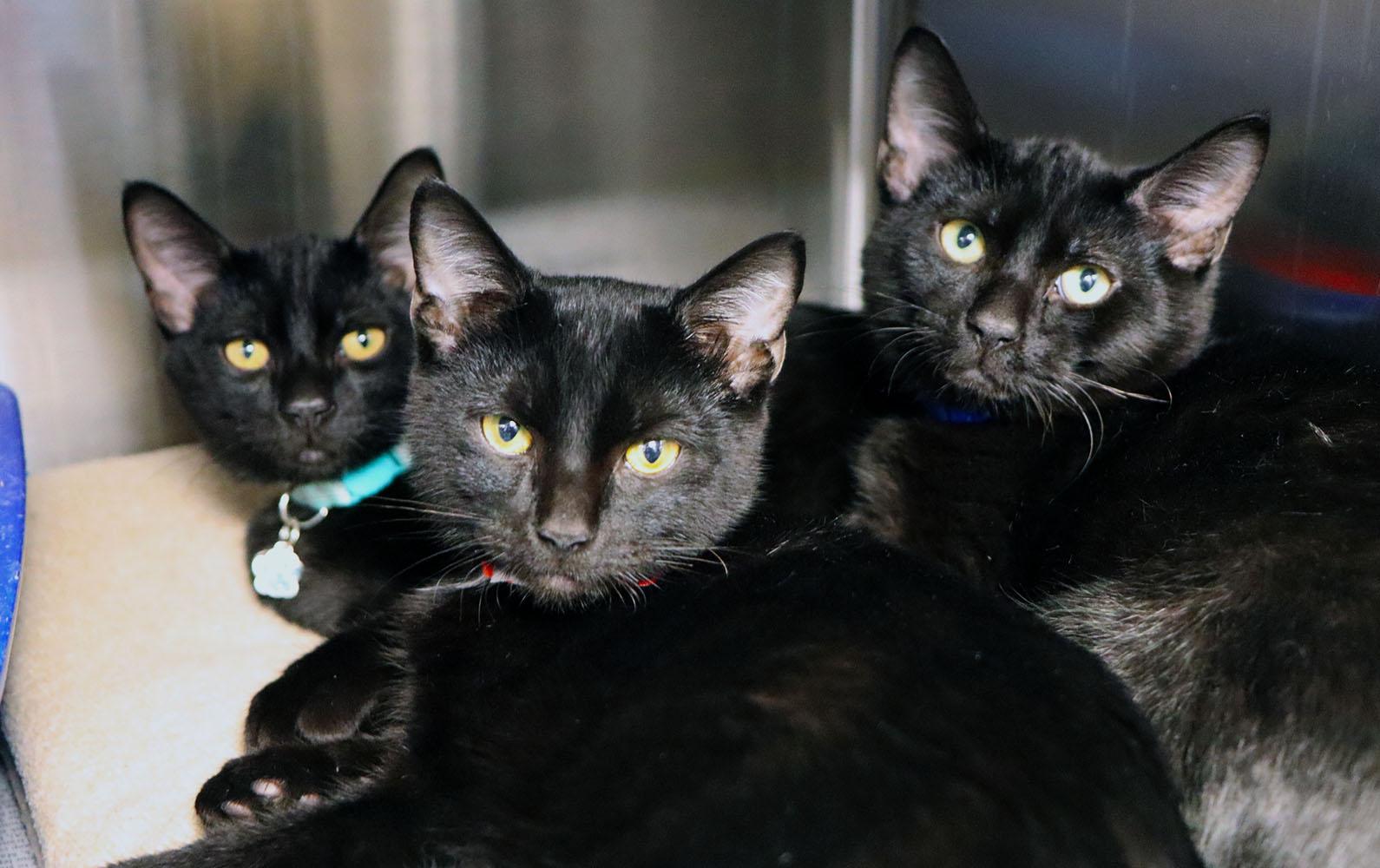 Enlarge Juju (AO37453), a Adopted Domestic Short Hair in Kansas City, KS image 3/3