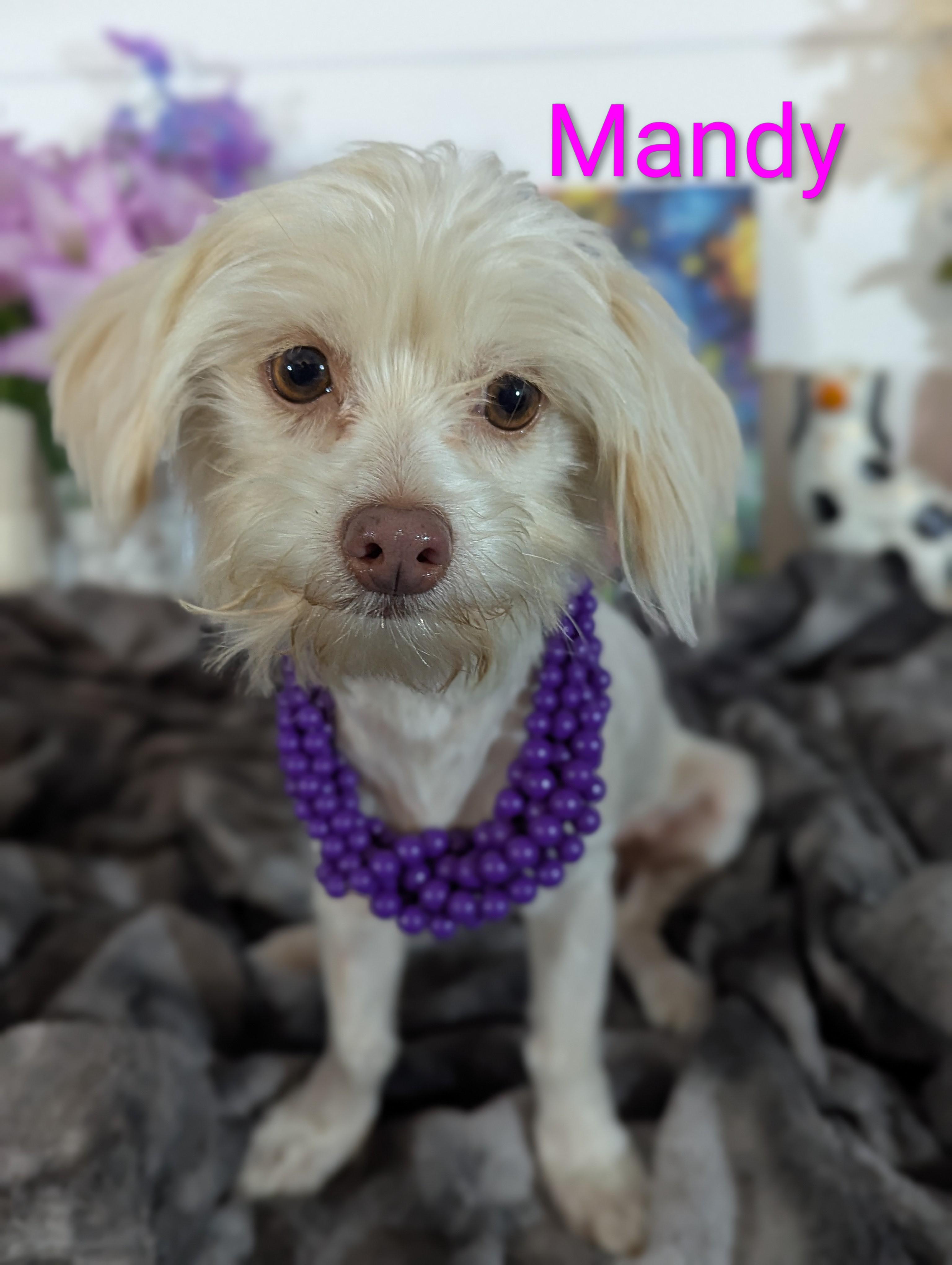 Enlarge Mandy, an adopted mixed breed in San Jose, CA image 1/1