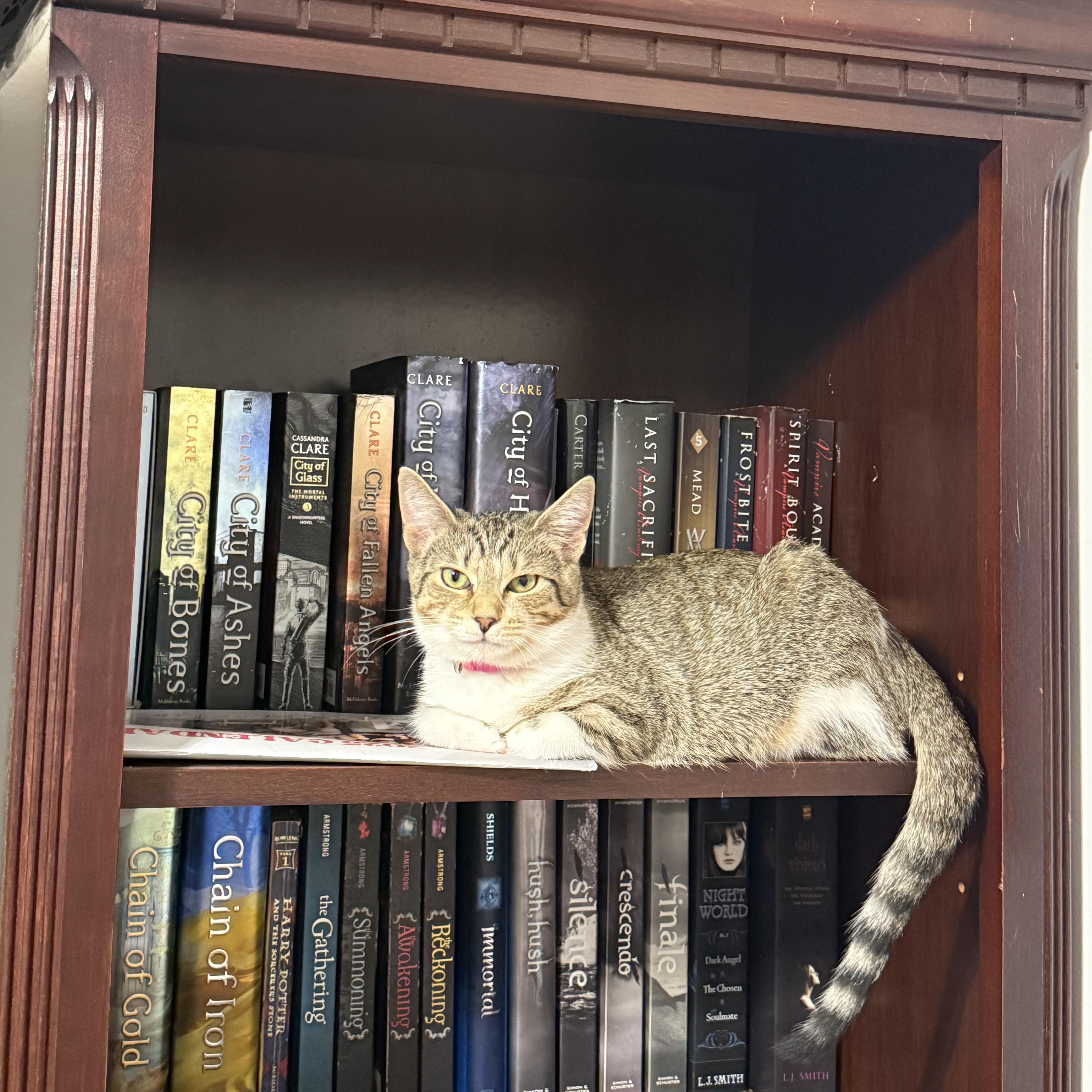 Enlarge Ladybug (bonded with Cricket), a Adoptable Domestic Short Hair in Fort Oglethorpe, GA image 2/2