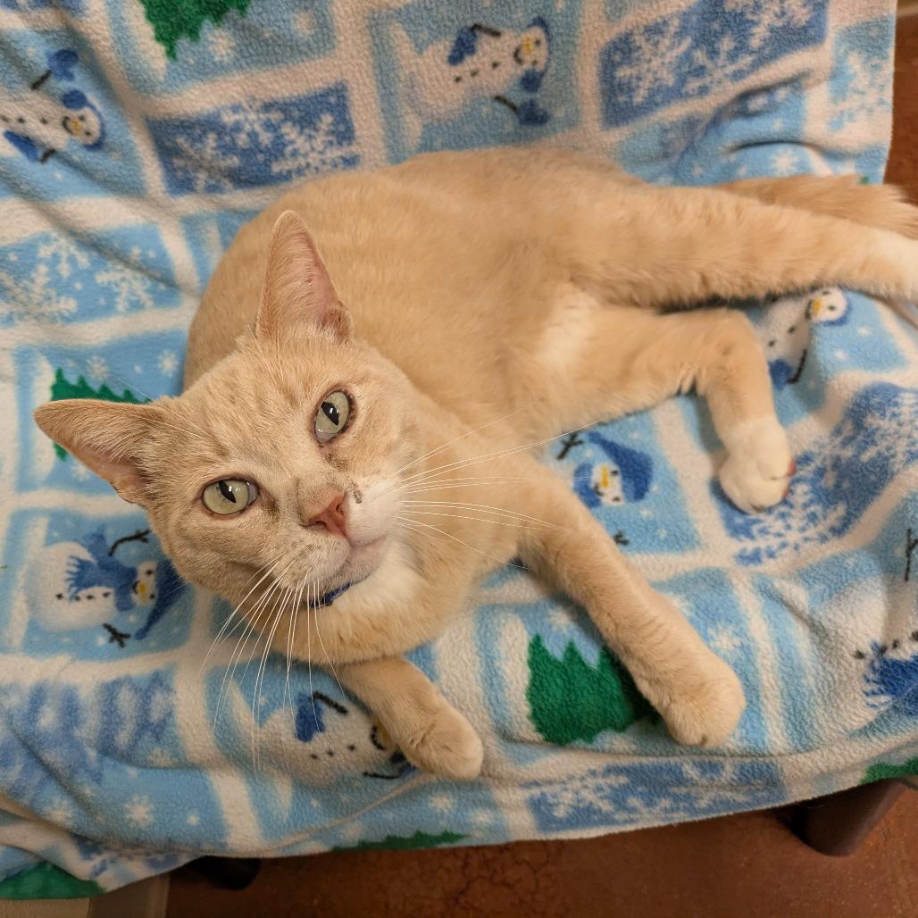 Russell, Adoptable, Senior Male Domestic Short Hair.
