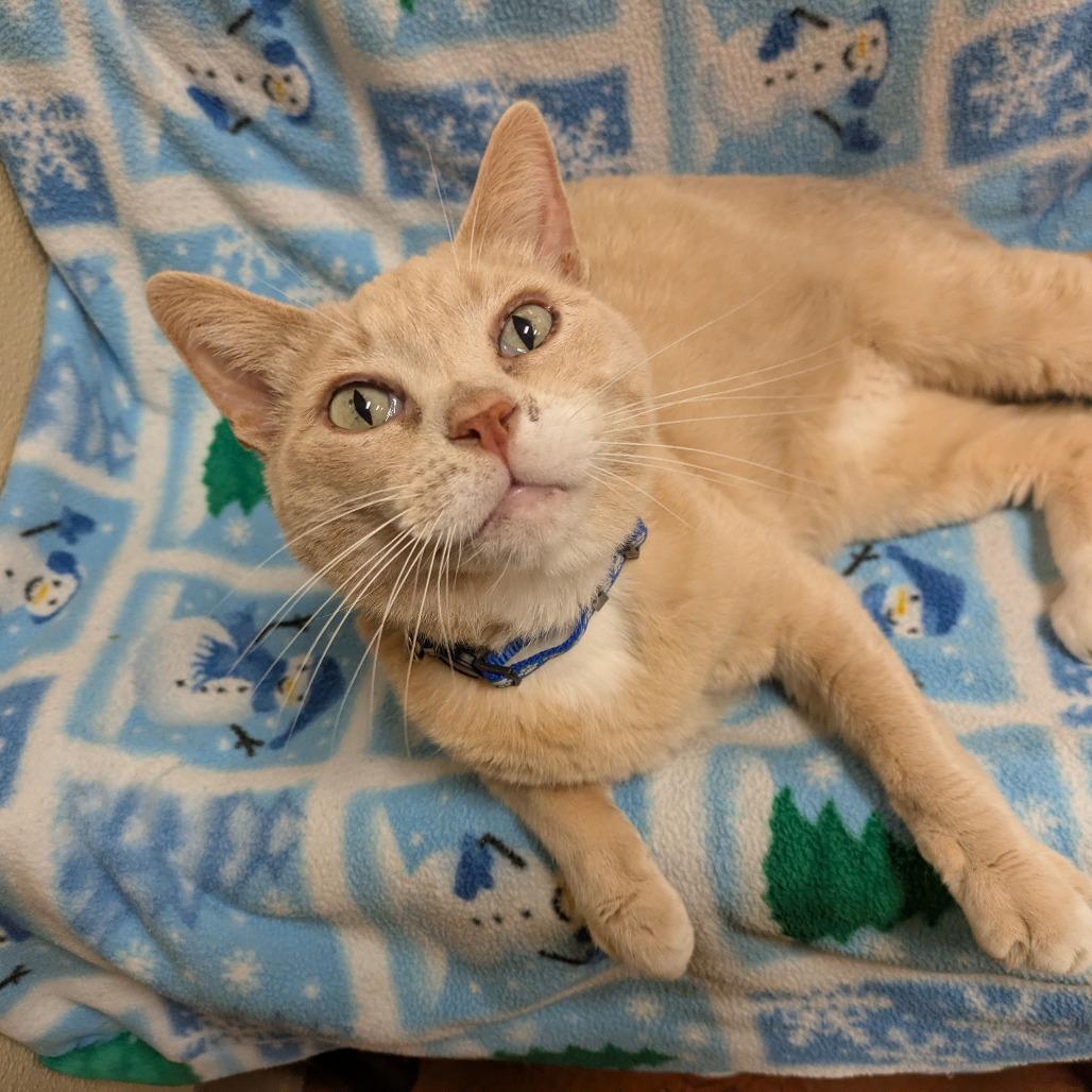 Enlarge Russell, a Adoptable Domestic Short Hair in Santa Barbara, CA image 2/3