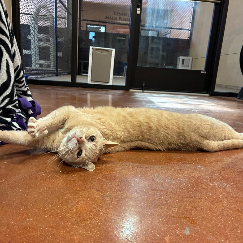 Enlarge Russell, a Adoptable Domestic Short Hair in Santa Barbara, CA image 3/3
