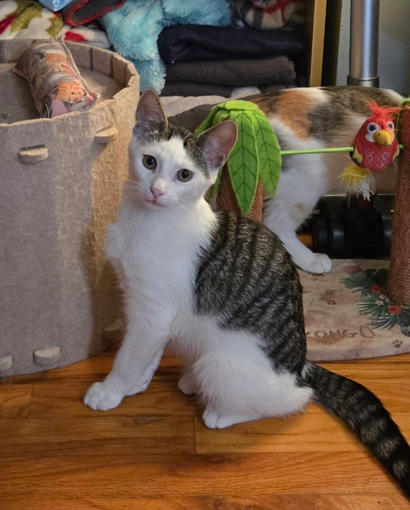 Duster, Adoptable, Kitten Male Domestic Short Hair.