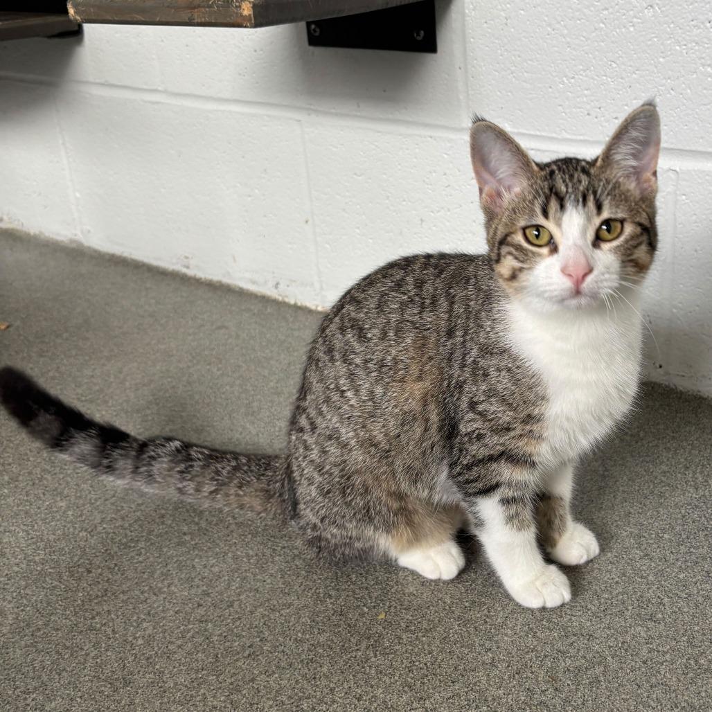 Enlarge Fabuloso, a Adoptable Domestic Short Hair in Carencro, LA image 1/5