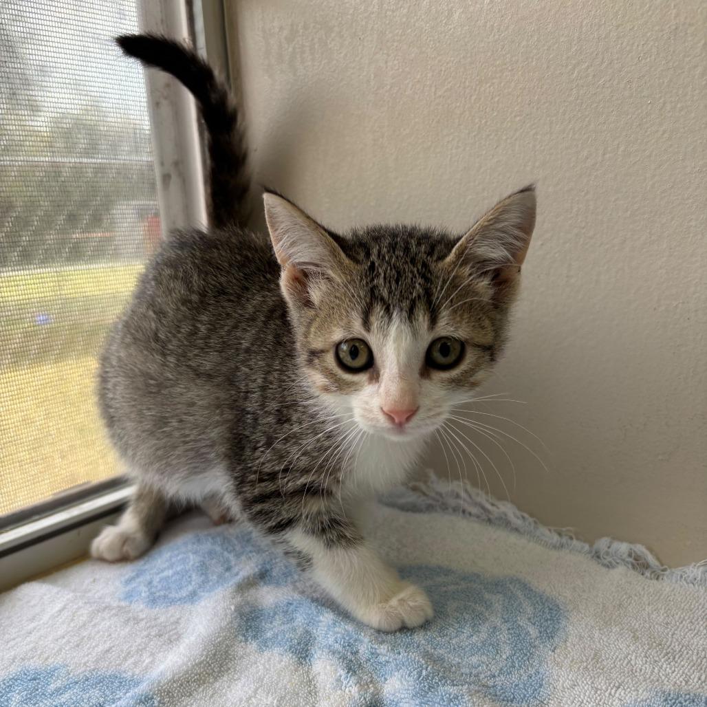 Fabuloso, Adoptable, Kitten Female Domestic Short Hair.