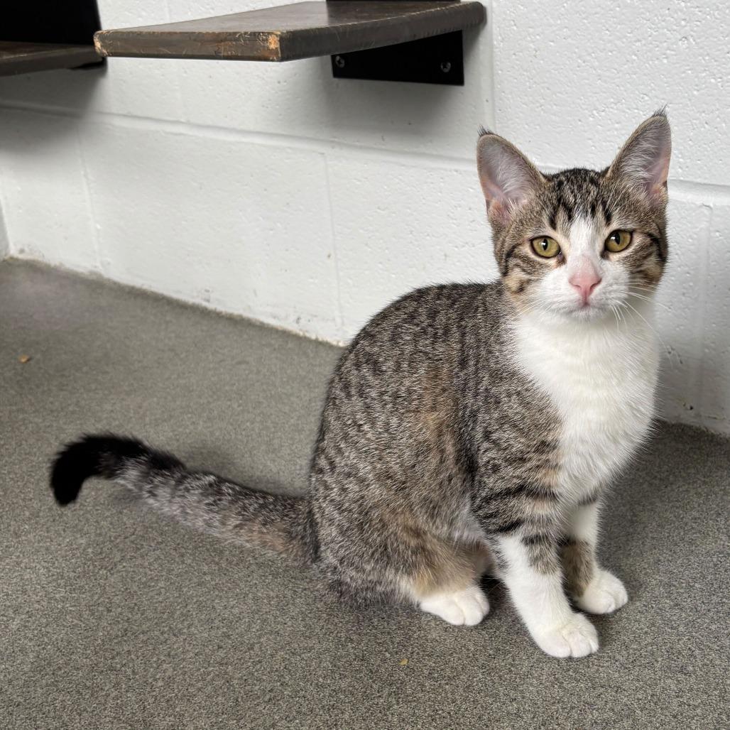 Enlarge Fabuloso, a Adoptable Domestic Short Hair in Carencro, LA image 3/5