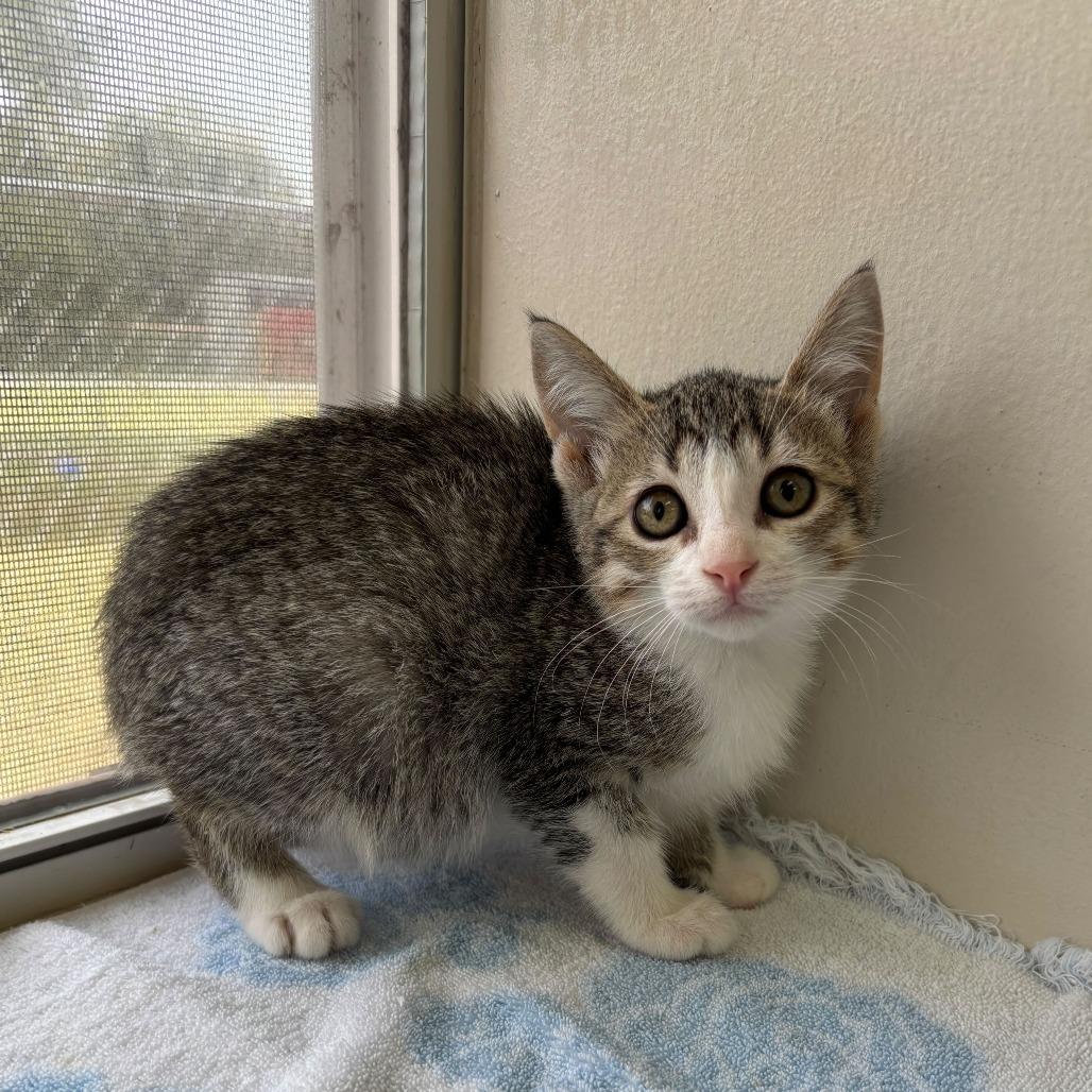 Enlarge Fabuloso, a Adoptable Domestic Short Hair in Carencro, LA image 4/5