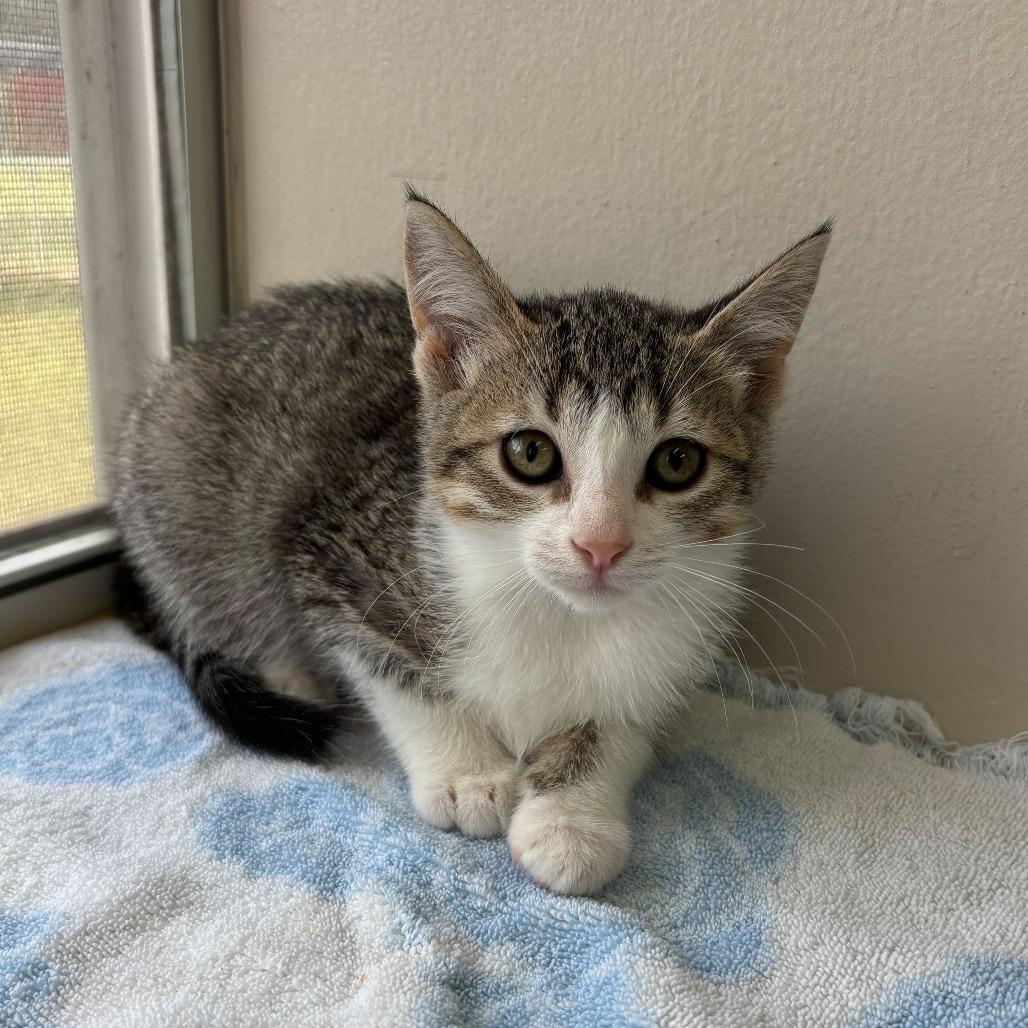 Enlarge Fabuloso, a Adoptable Domestic Short Hair in Carencro, LA image 5/5