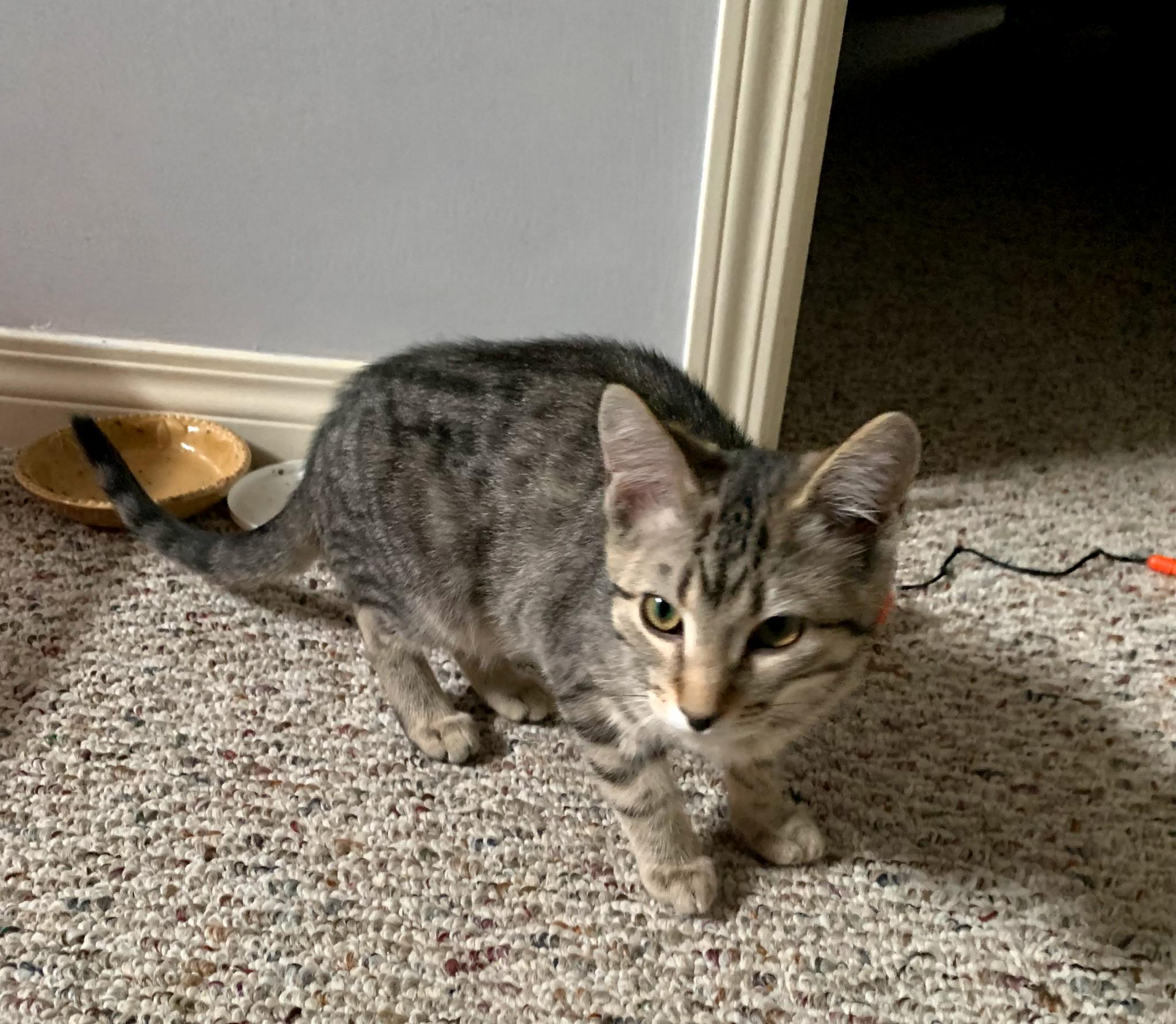 Enlarge Misty, a ADOPTABLE Tabby in Claresholm, AB image 1/1