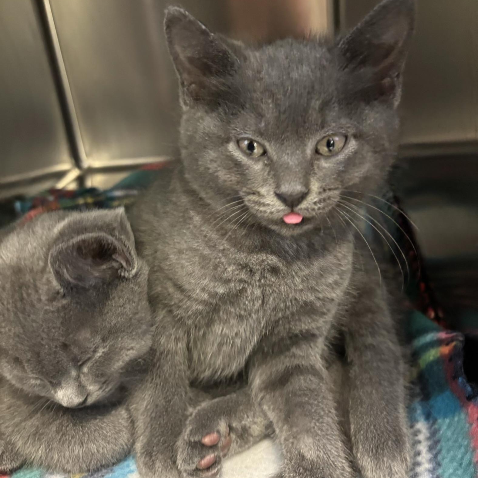 Enlarge Miso, a Adopted Domestic Short Hair in Topsham, ME image 1/4